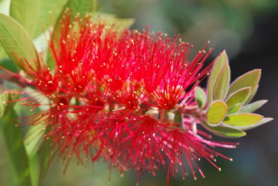 Callistemon laevis - štětkovec - květ